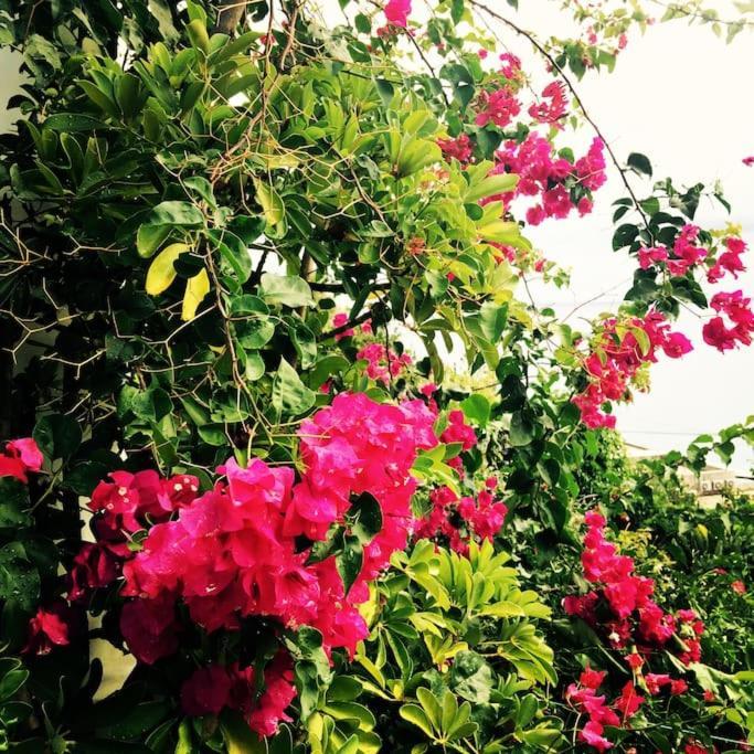 Casa Vacanze Vista Mare Mela B Lipari  Dış mekan fotoğraf